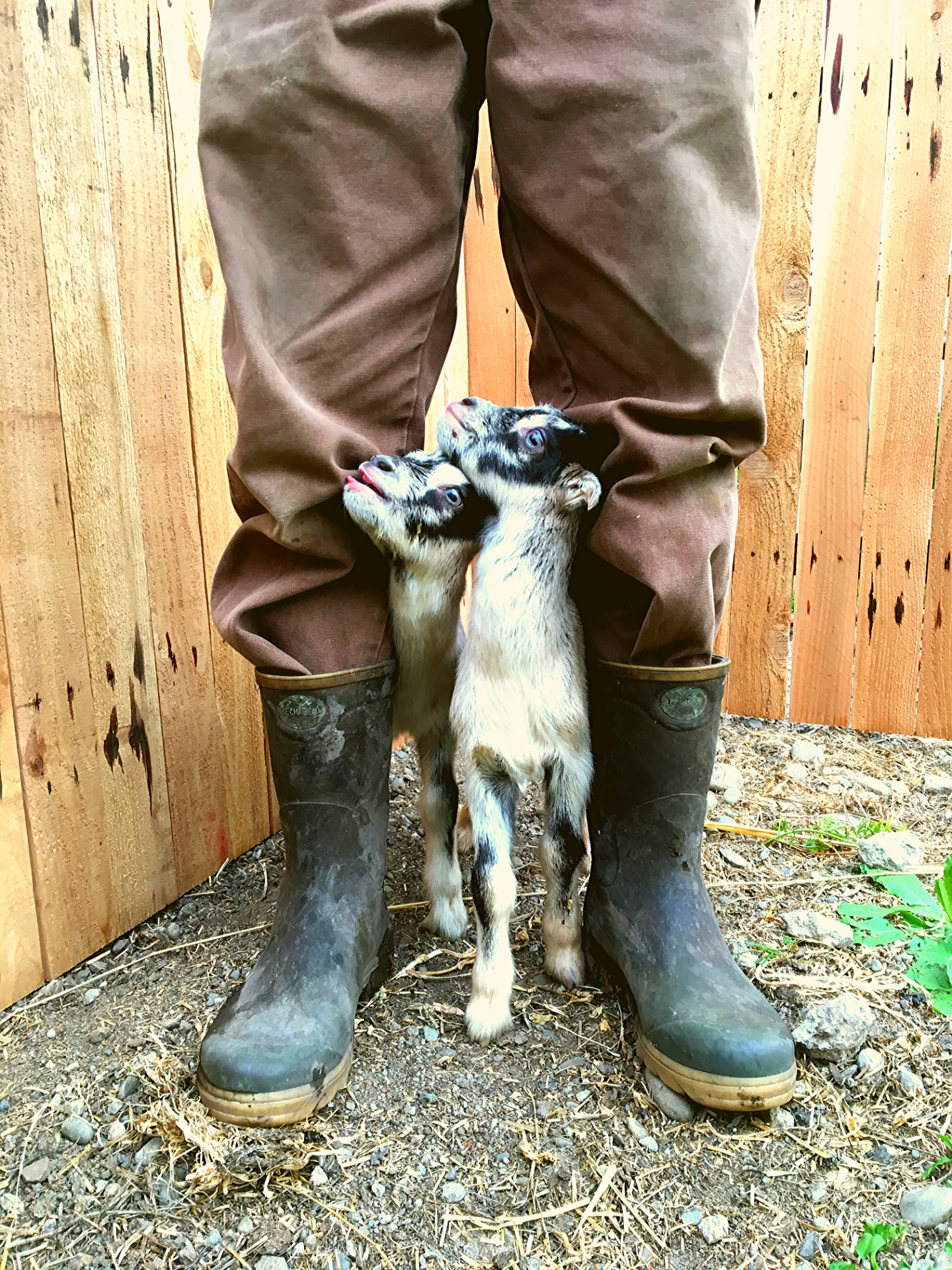 Chimacum Valley Dairy Baby Goats