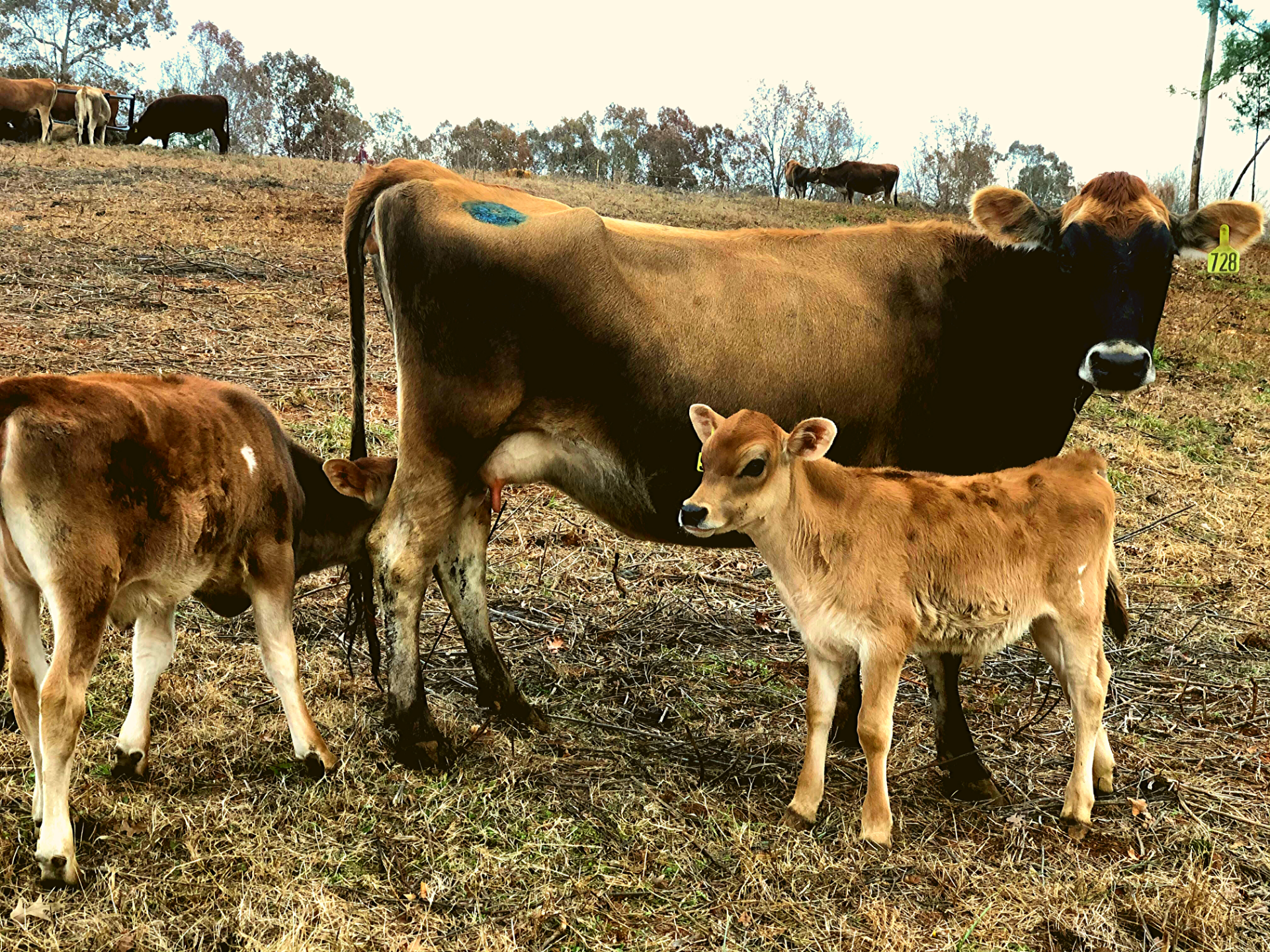Reverence Farms Dairy Cow with Calves