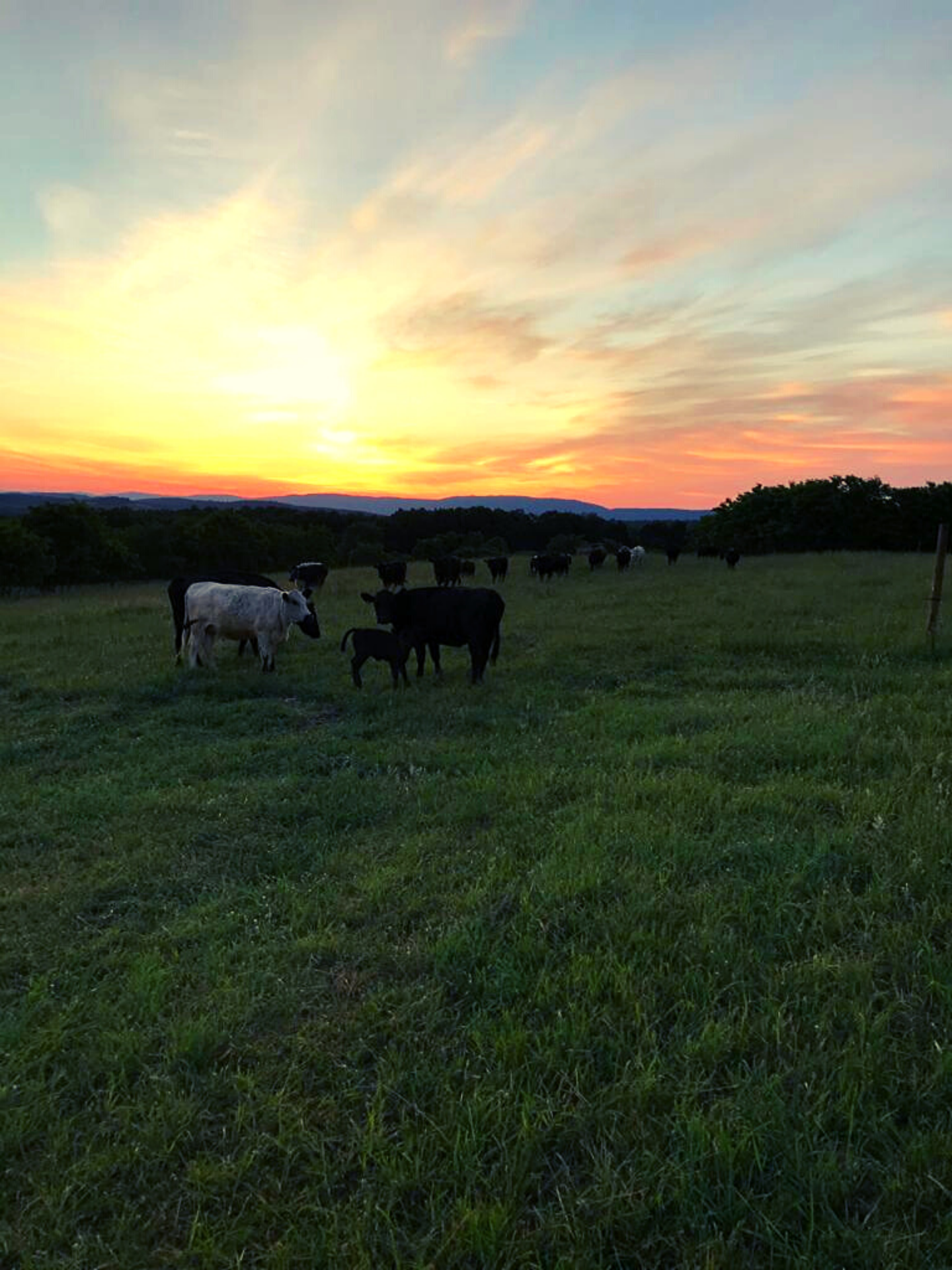 Triple E Farms Cows