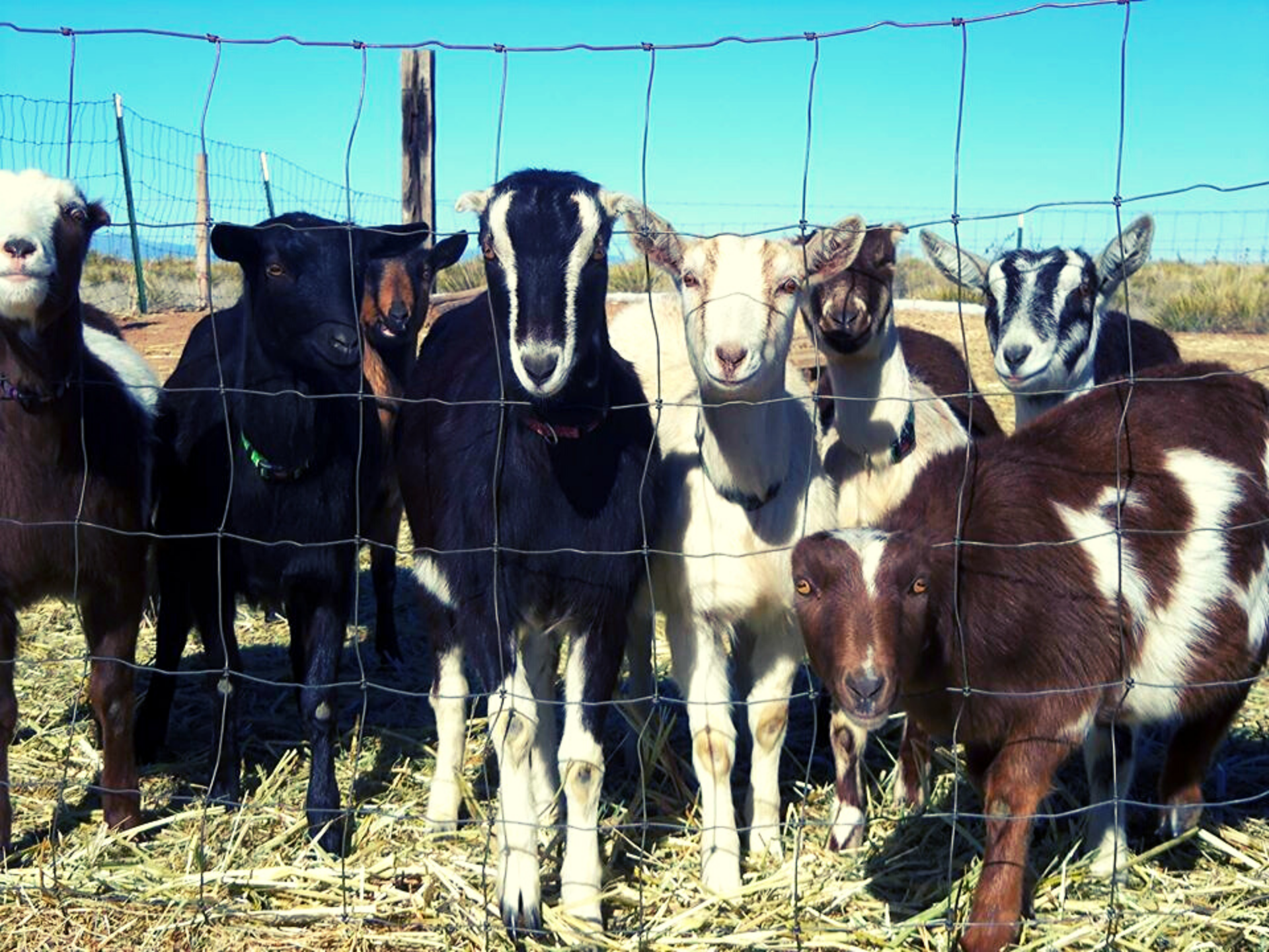 Branru Farms Goats