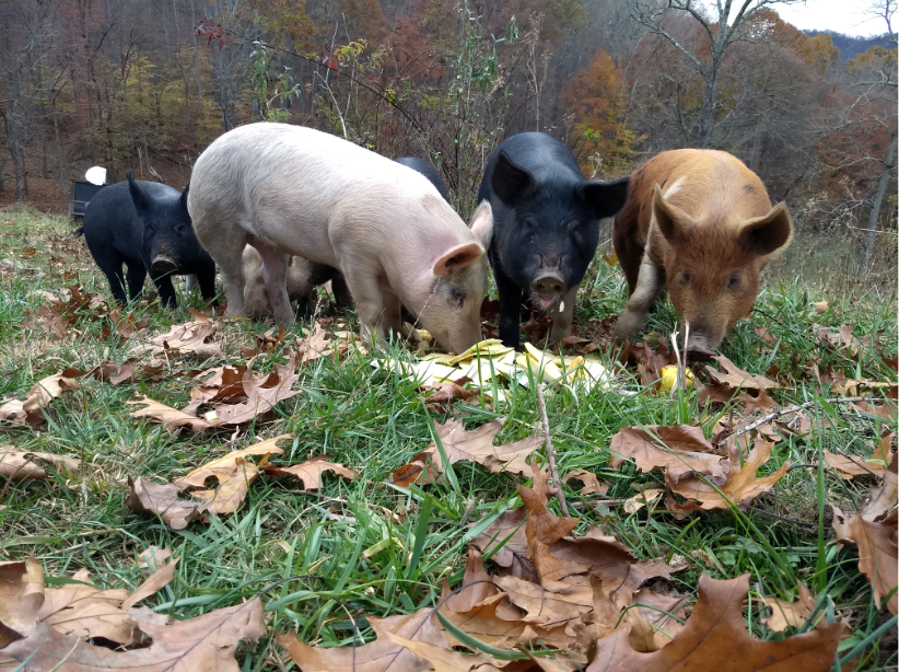 Ararat Farm Pigs