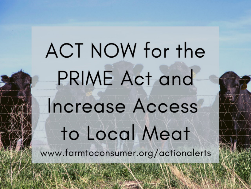 PRIME Act Cows Medium