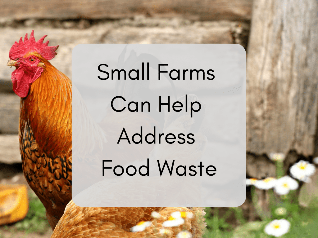 Small Farms Food Waste Rooster