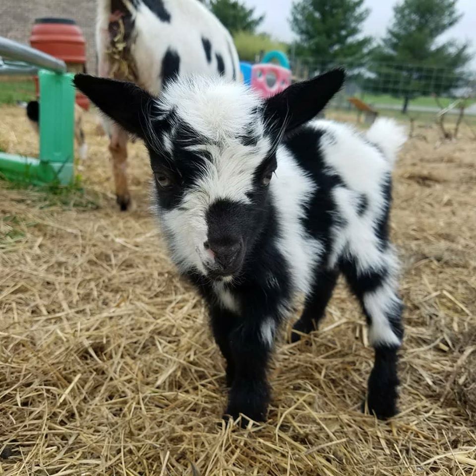 Cluckin Hay Acres Goat