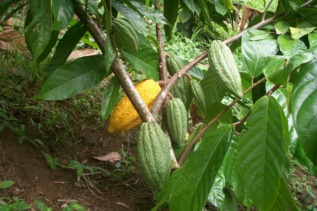 Chocolate Tree