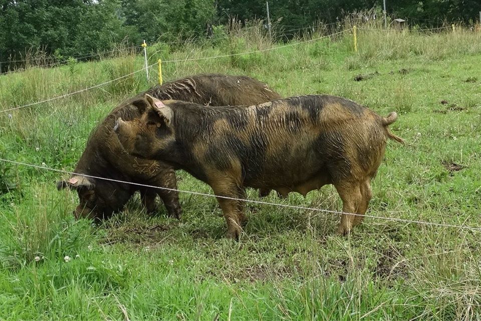 Abundant Green Pastures Pigs