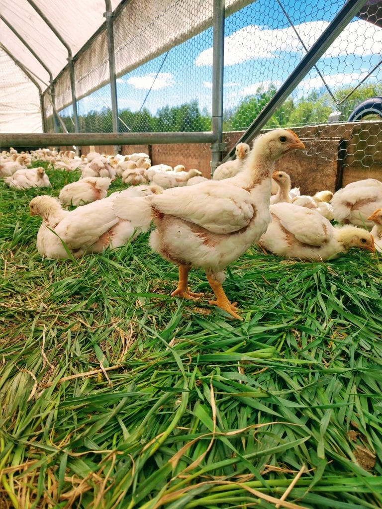 Nelson Grass Farm Chicks
