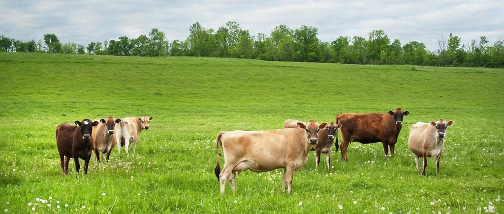 Hidden Camp Farm Cows