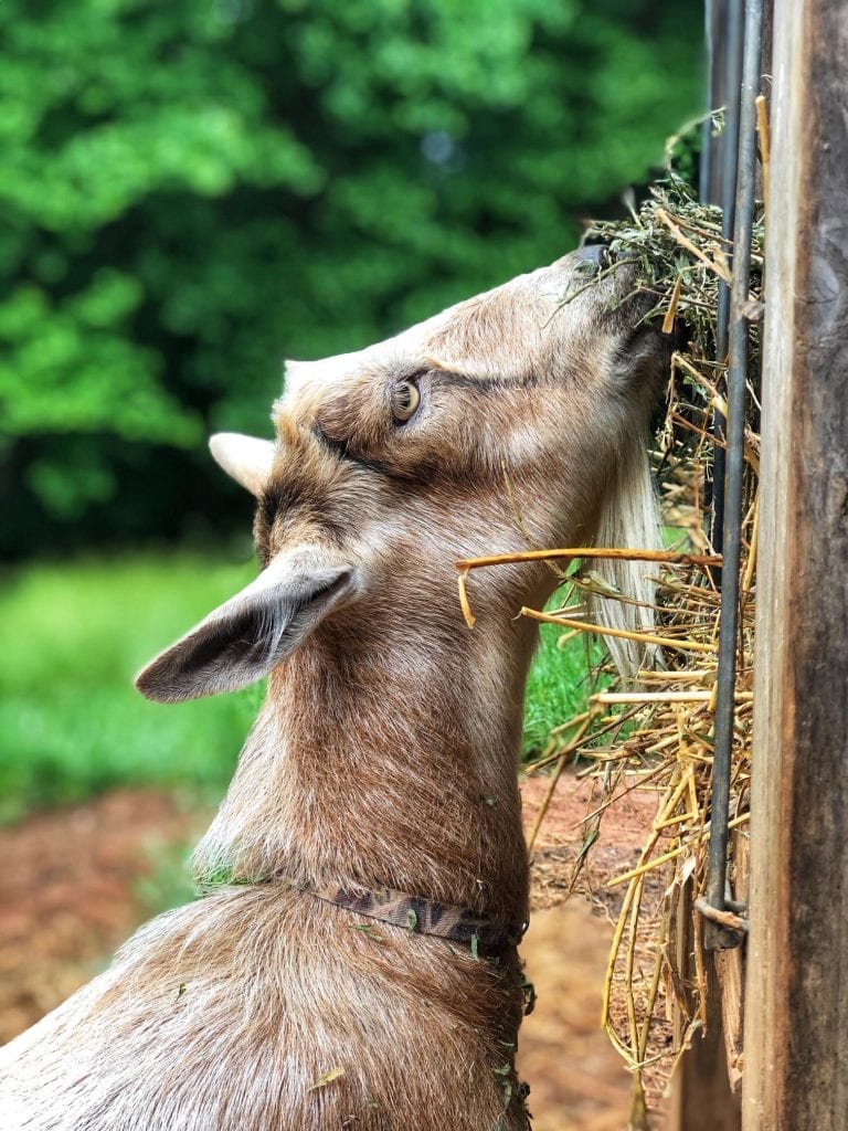 Loaded Goat Farm