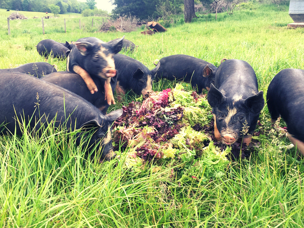 Verdant Acres Farm Berkshire Pigs