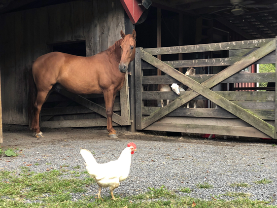 Thorne Bottom Farm Animals