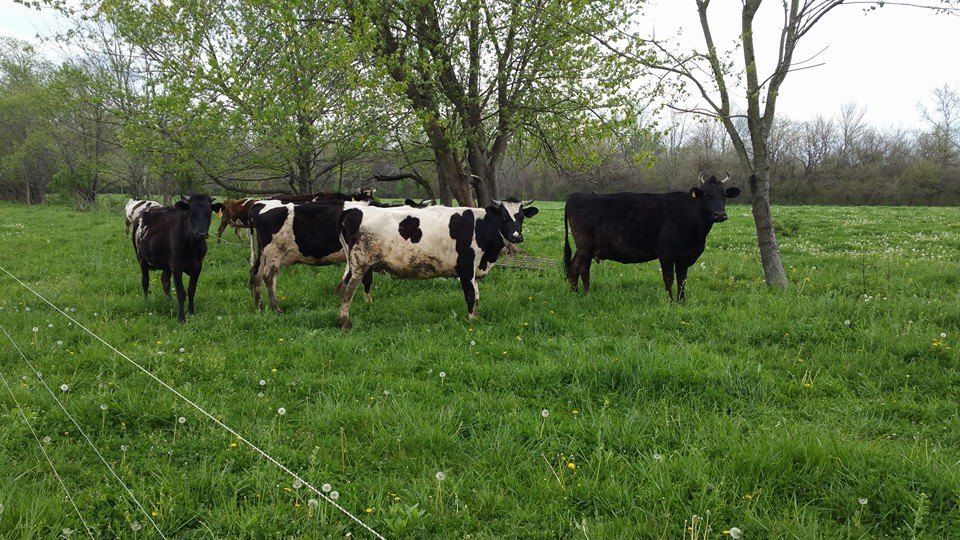 Blue River Natural Foods Cows