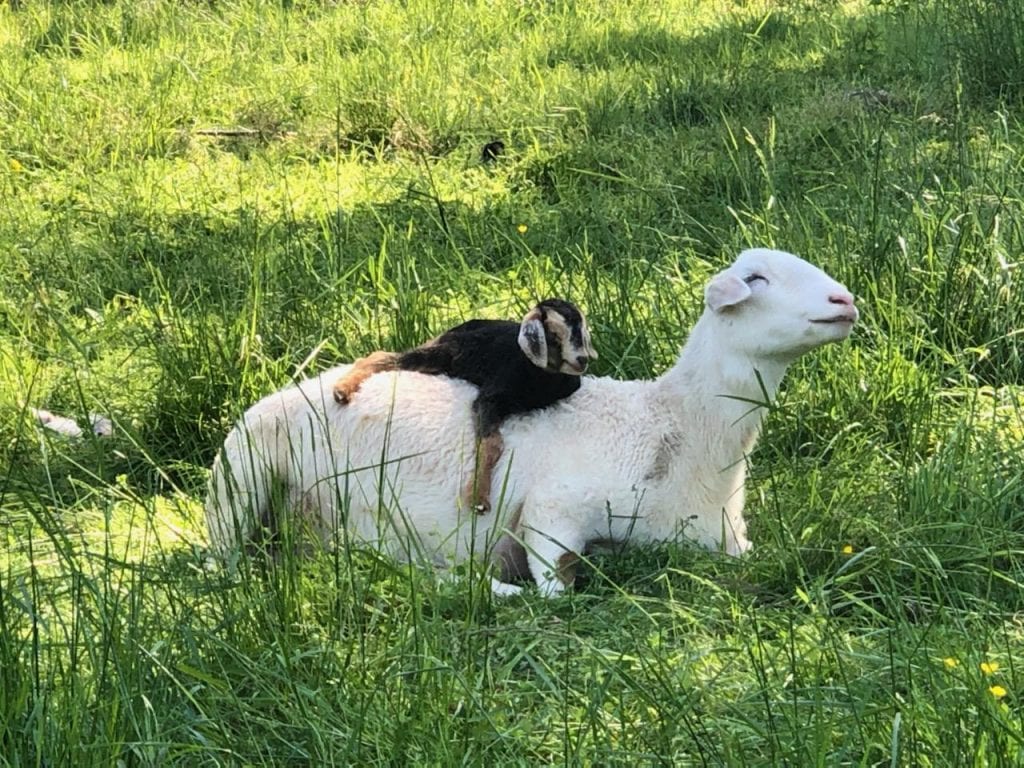 Rainy Knob Ranch Sheep and Kid