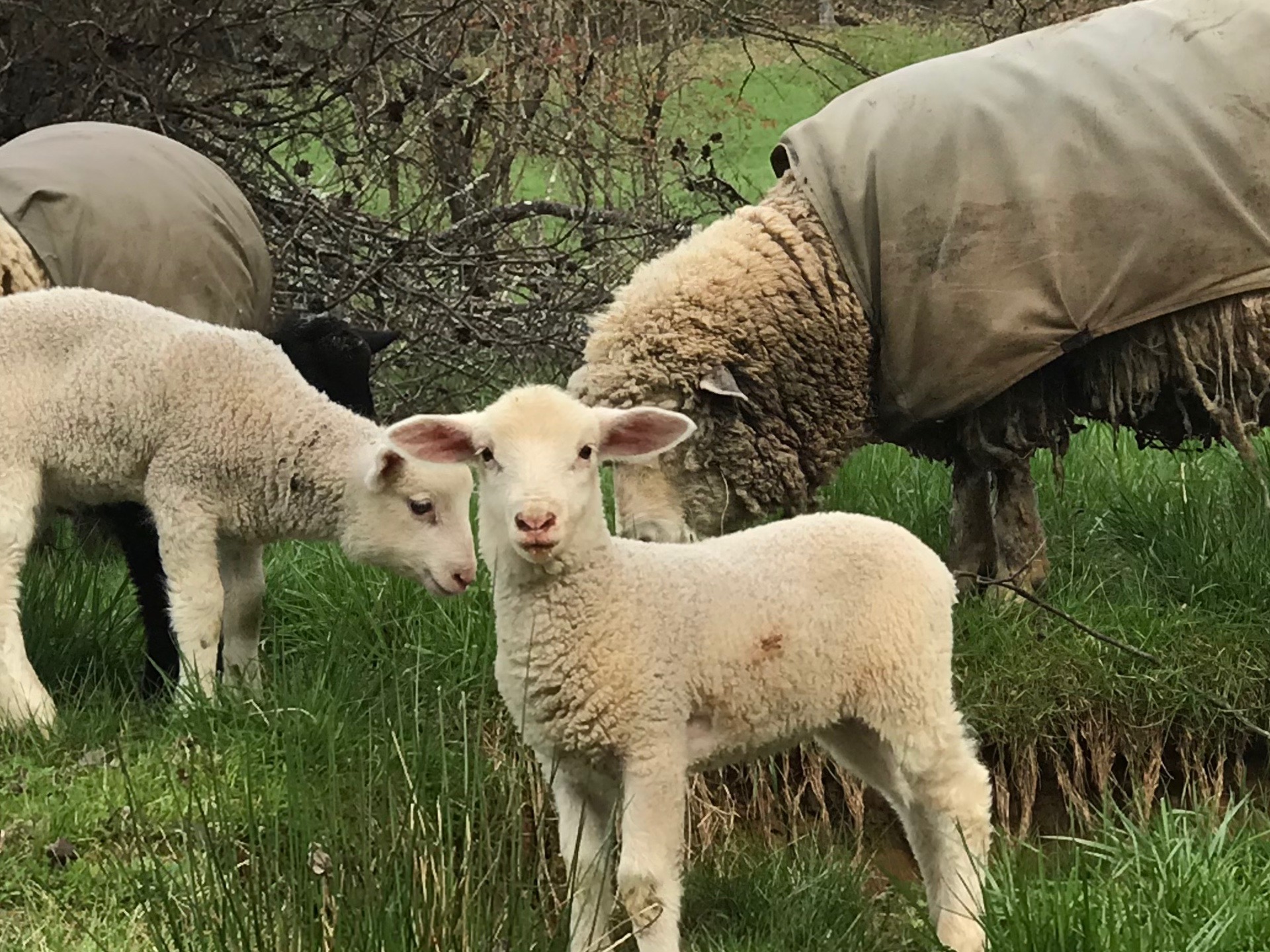 Lamb and Sheep