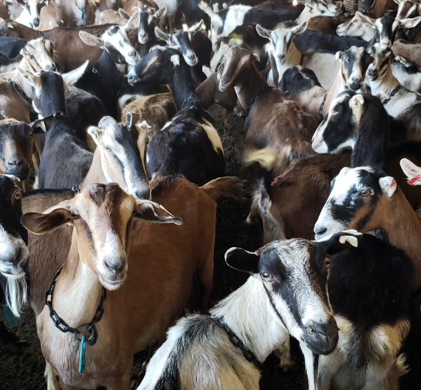 Goats Before Milking