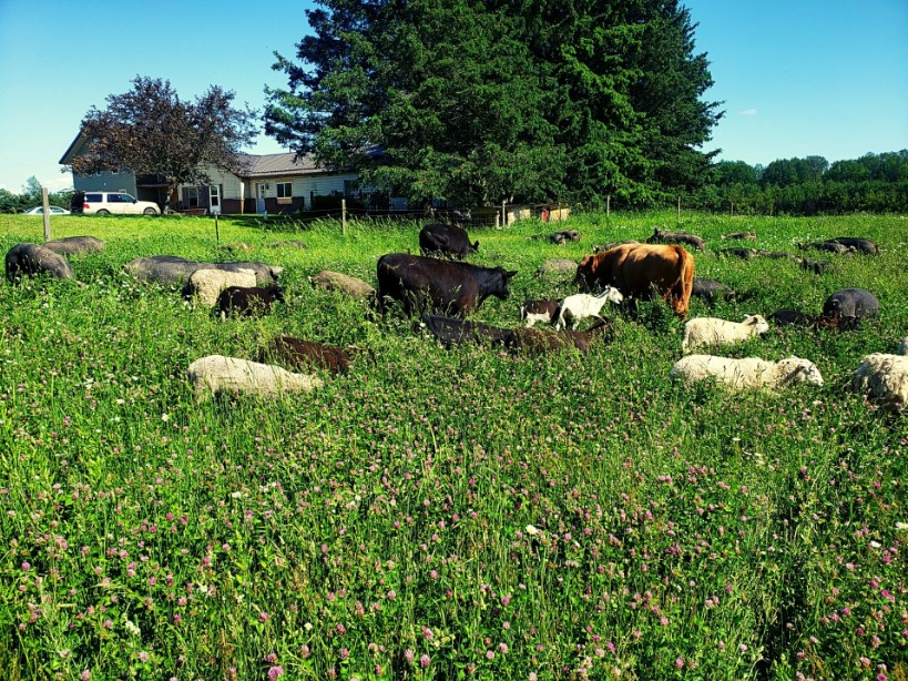 Provision Family Farms Multispecies Grazing