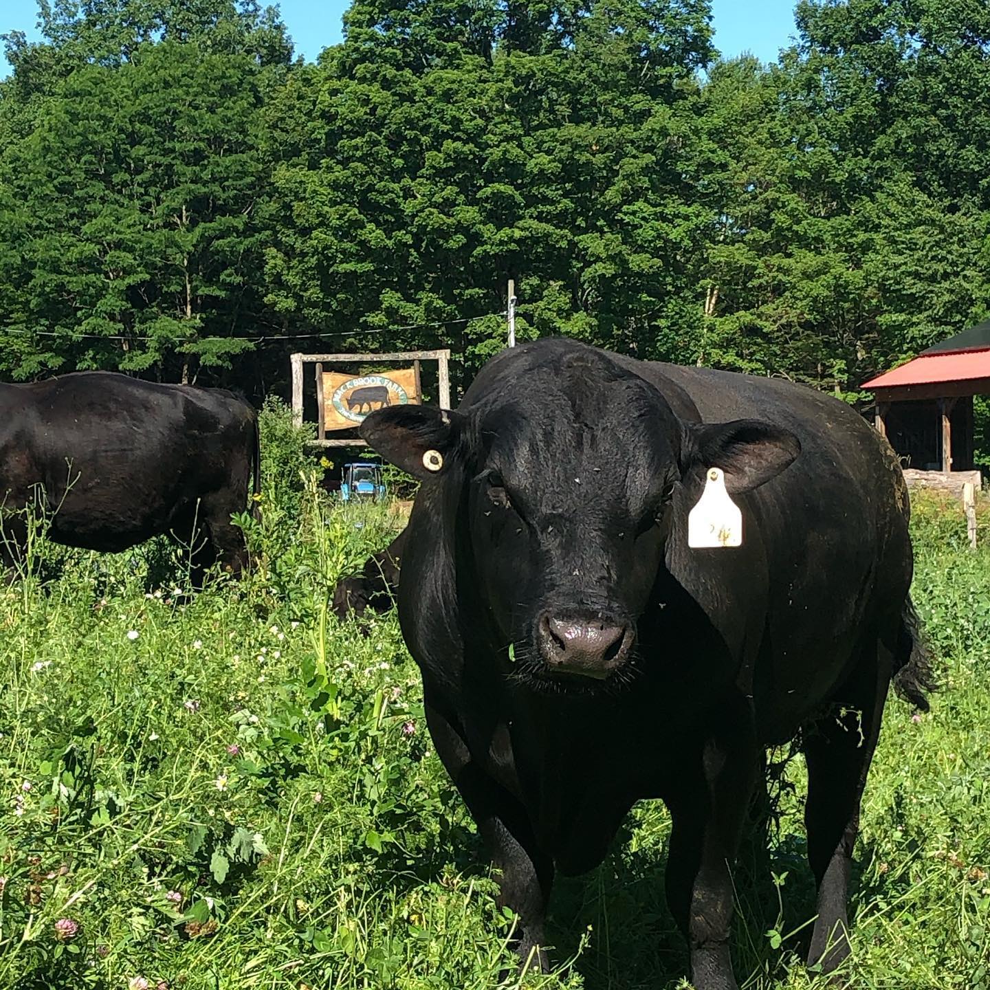Mack Brook Farm Cattle