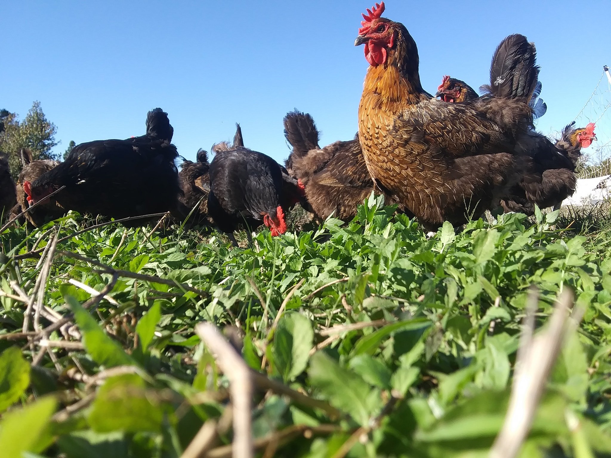 Shady Grove Ranch Hens