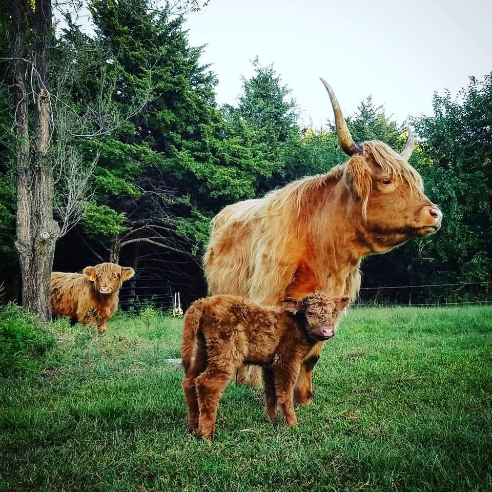 Eagle Ridge Ranch Cattle