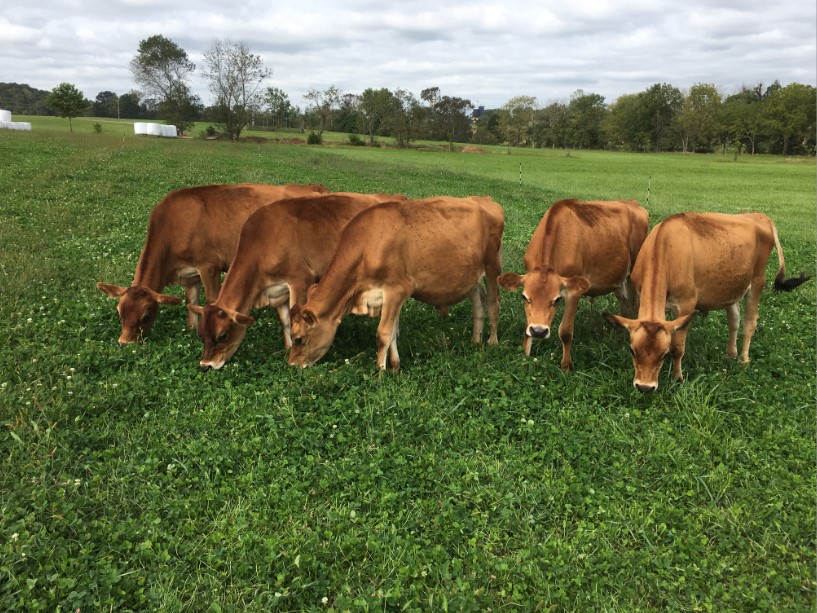 Jersey Cows from Neshanic Pastures