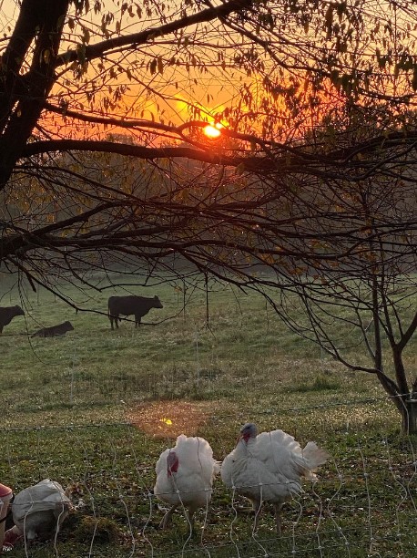 Walnut Hill Farm Member Photo