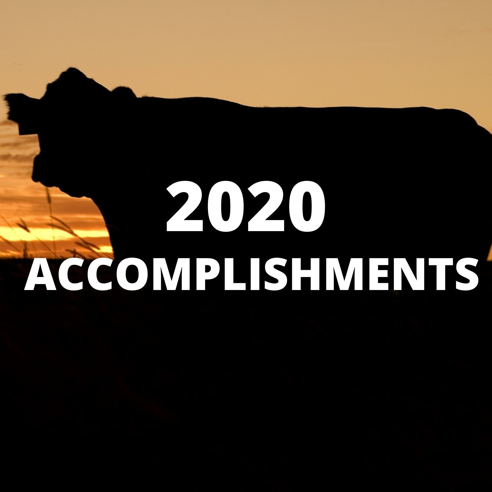 2020 Accomplishments Cow & Sunset