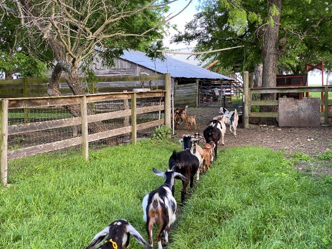 Babka Farms