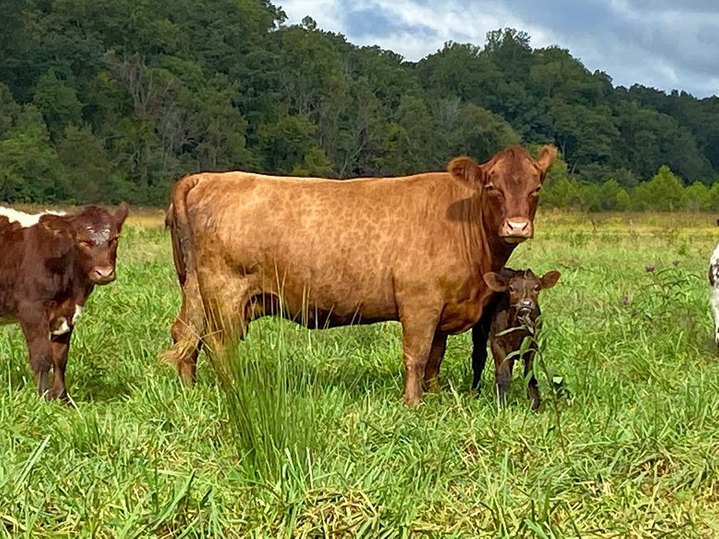 Longbottom Farm cows