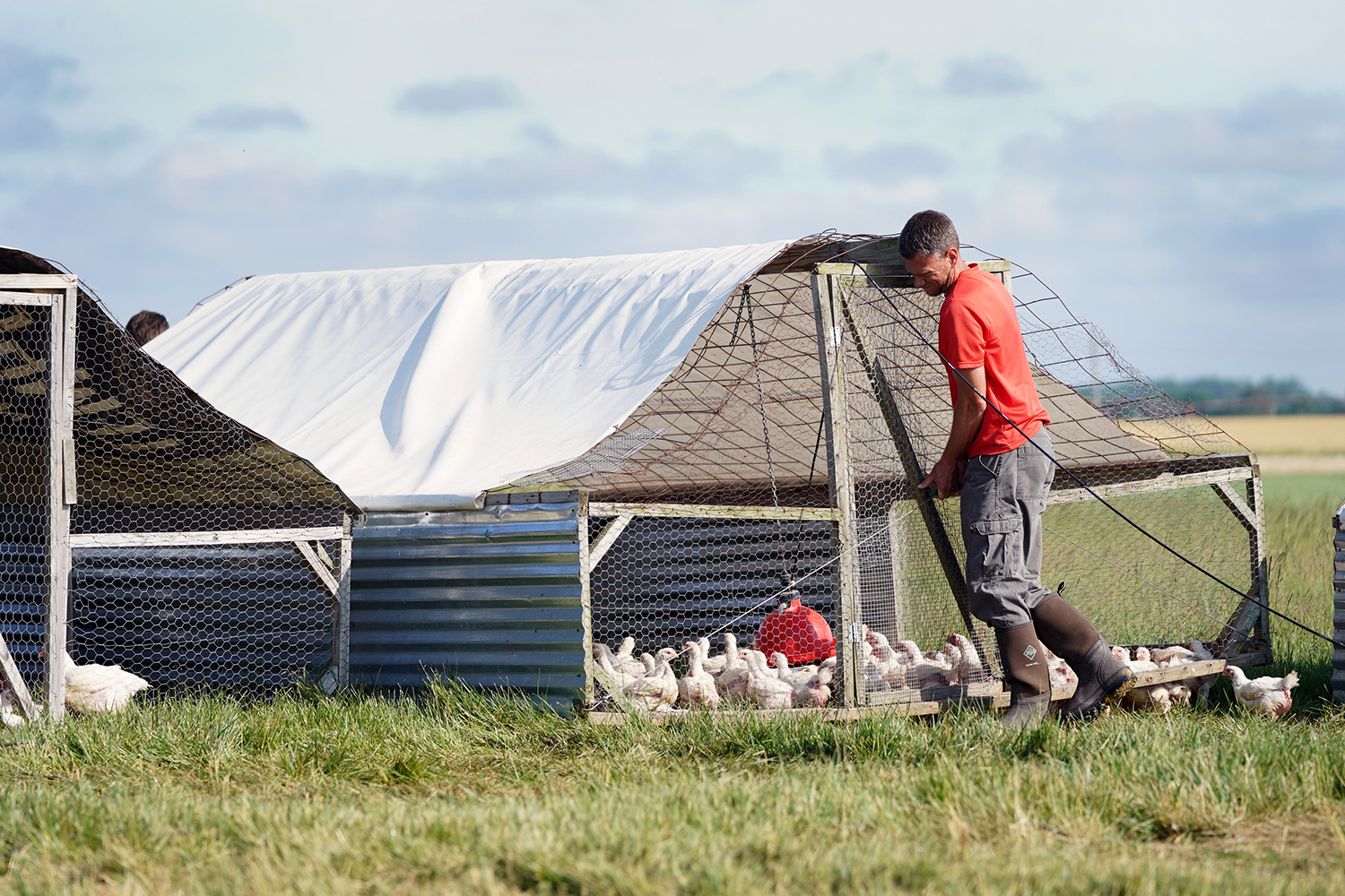 Heritage Homestead Moving Chickens