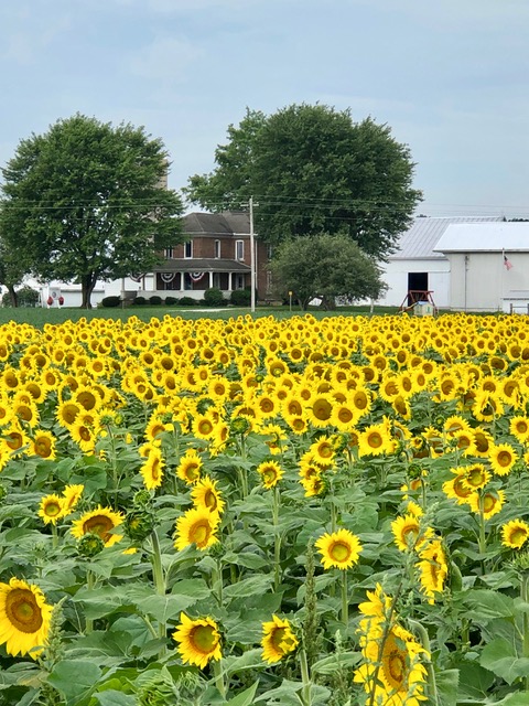 Sunflowers at EAT Food for Life Farm