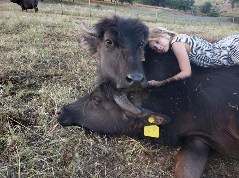 Water Buffalo and Girl