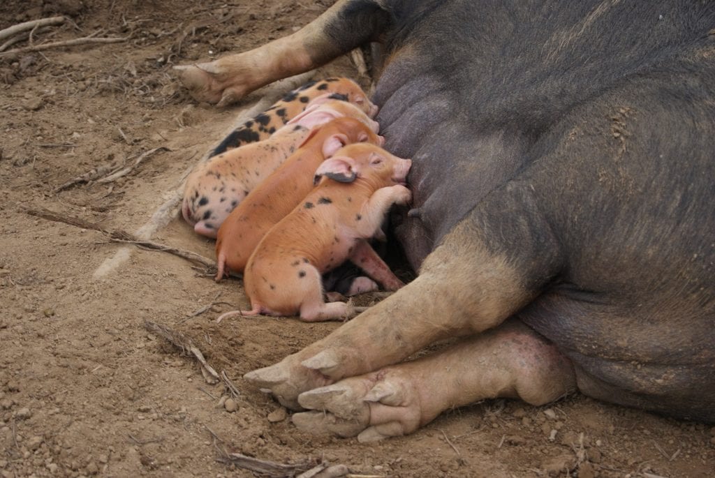 Liberty Hill Farm Piglets