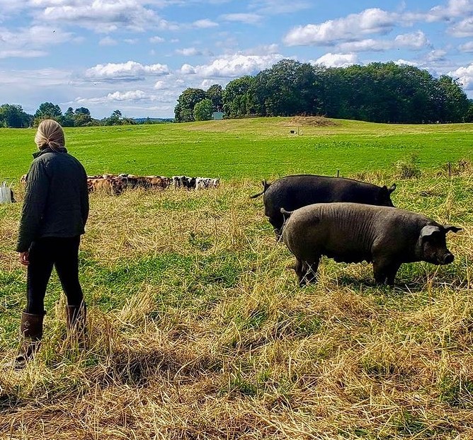 Holly with cattle and pigs