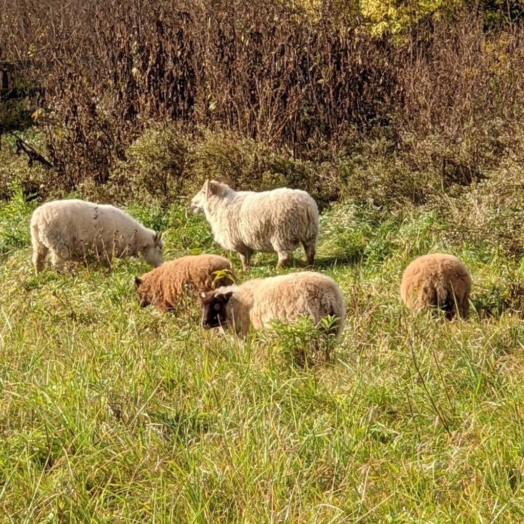 Livestock at Innisfree on the Stillwater