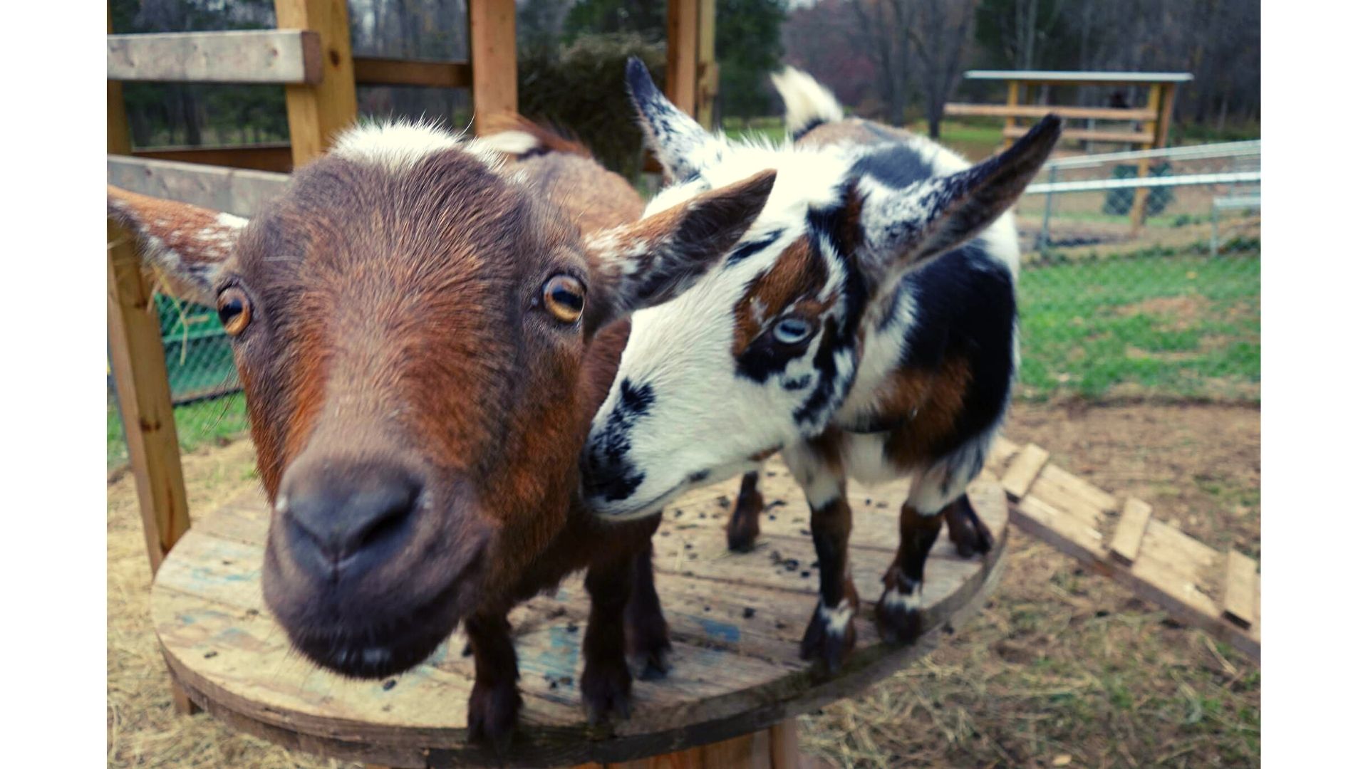 Mitten Acres Goats