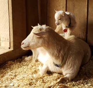 Nigerian Dwarf mama and kid