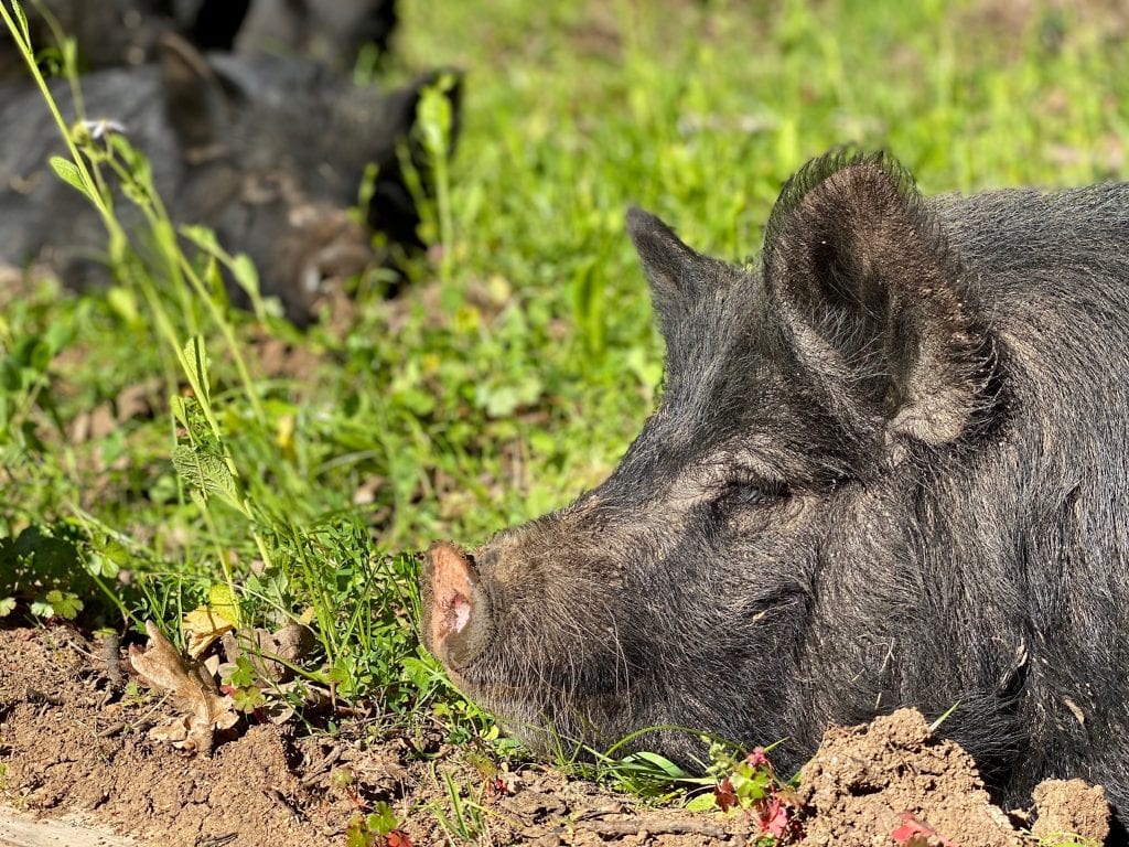 Tabula Rasa Farms hogs napping