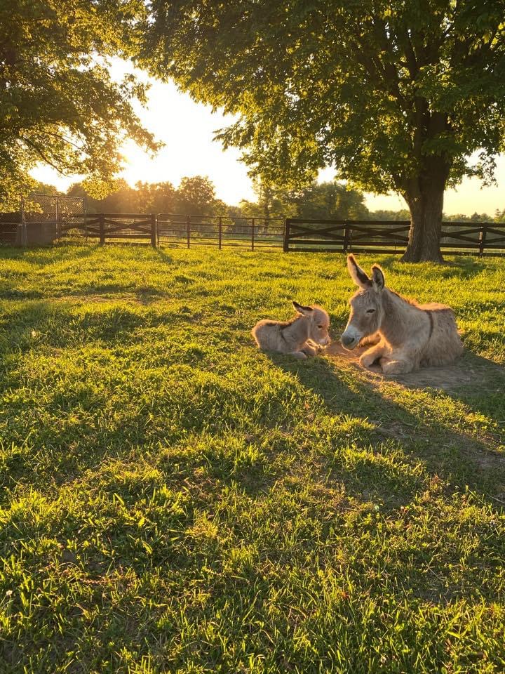 Sweet Donkey Milk Donkeys