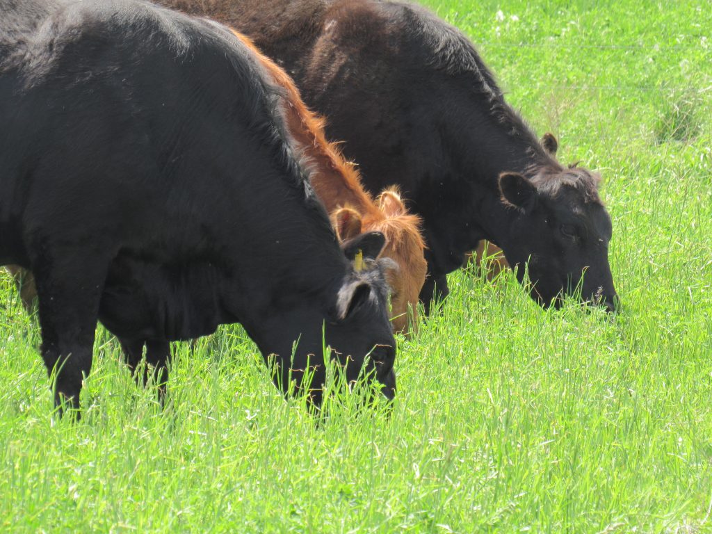 Holy Cow Farm Fresh cattle