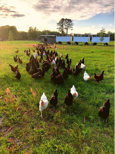 Price Creek Farm hens