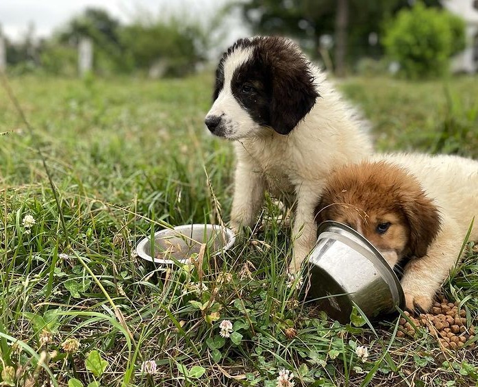 Farrar Family Farm puppies