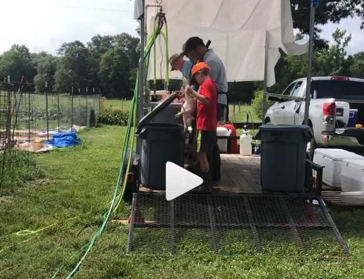 Mayfield Pastures Son Helping Chicken Processing Day