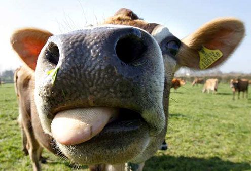 Cow Close-Up