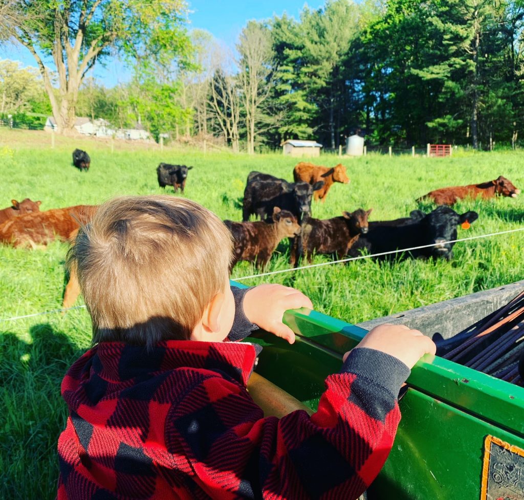Toddler with Cows