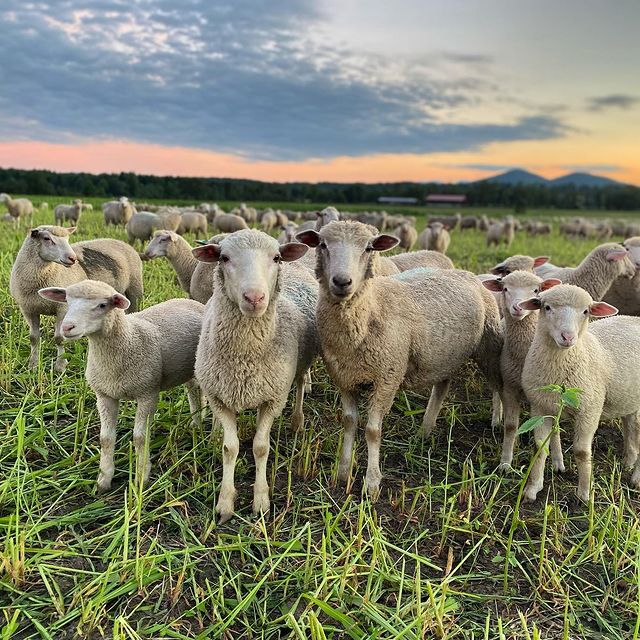 Sheep photo shoot