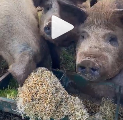 Crossing Creeks Farm pig video