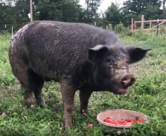 Pigs eating tomatoes