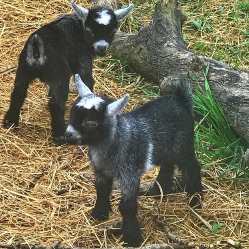 Pygmy goats