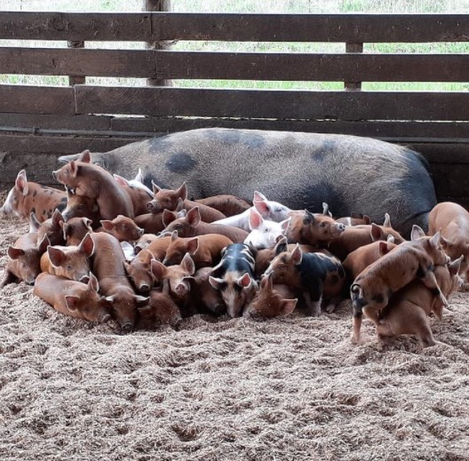 Sow with multiple litters of piglets