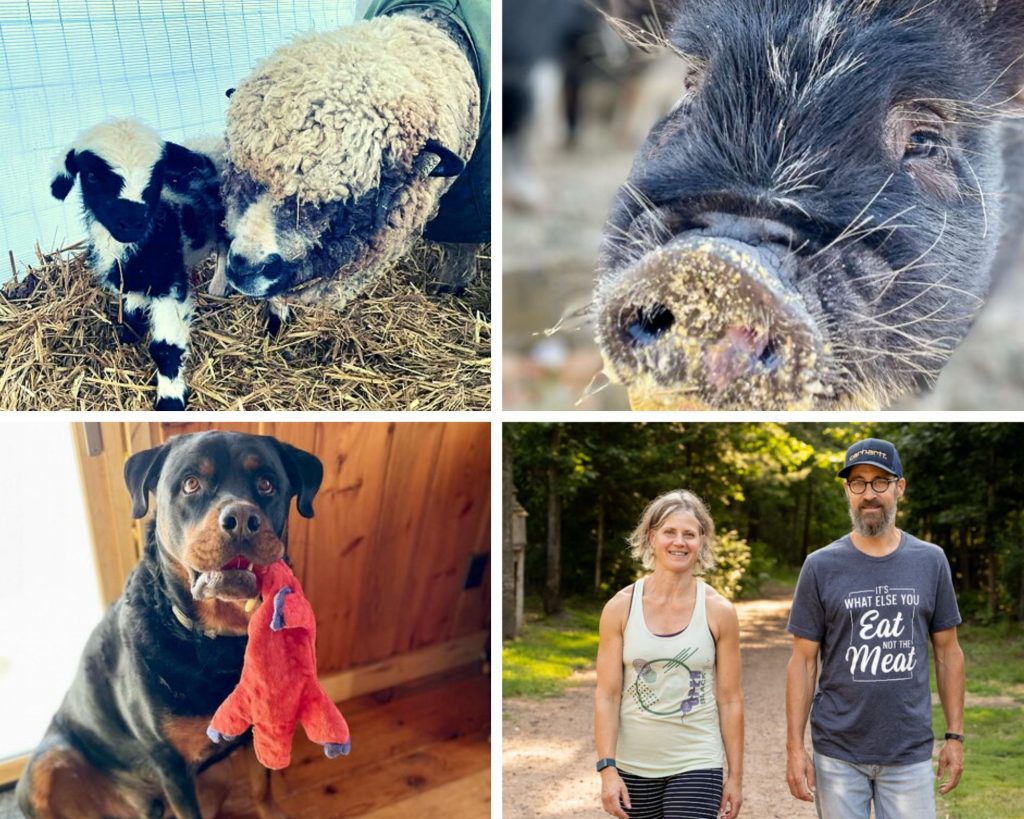 Shady Grove Farm Collage